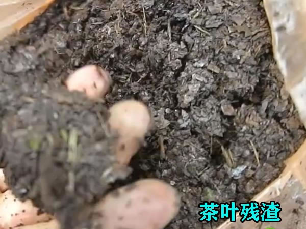 茶葉渣壓榨機使用優勢 茶葉渣壓榨機使用優勢